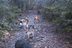 Dogs walking on Trail