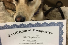 Basic Obedience Certificate