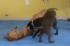 Small dog social play group